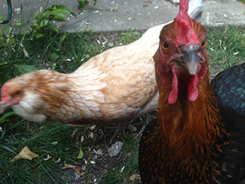 East Bay urban chickens