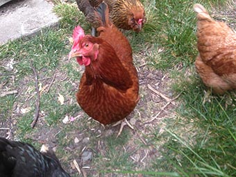 East Bay urban chickens